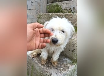 Mari ❤️ kleine, süße Malteser-Mix-Dame