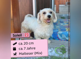 Soleil - schüchtern, neugierig