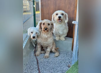 Soleil - schüchtern, neugierig