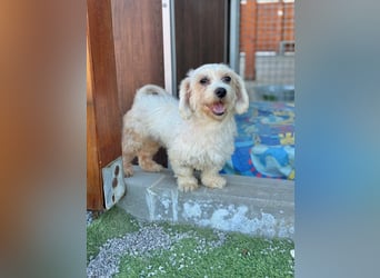 Soleil - schüchtern, neugierig