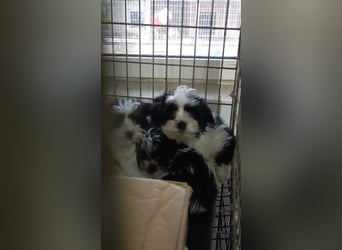 Elvis PP – Malteserjunge wünscht sich eine glänzende Zukunft