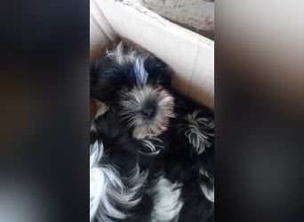 Elwood-Elinor PP – kleiner Malti-Rockstar wünscht sich eine glänzende Zukunft