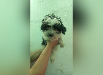 Elwood-Elinor PP – kleiner Malti-Rockstar wünscht sich eine glänzende Zukunft