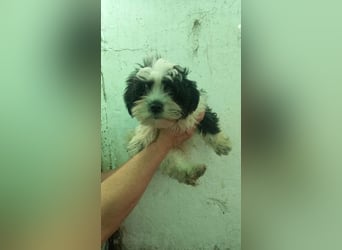 Elvis PP – Malteserjunge wünscht sich eine glänzende Zukunft