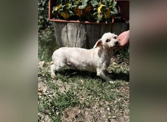 Muci-KK - kleine tapfere Malteser- Dame sucht endlich ihr Glück