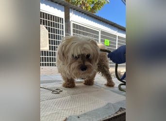 Tina2 PP– kleine weiße Wuschelhündin sucht warmen Platz