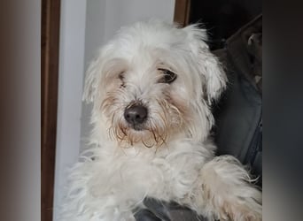 MELI - AN SILVESTER GEFUNDEN