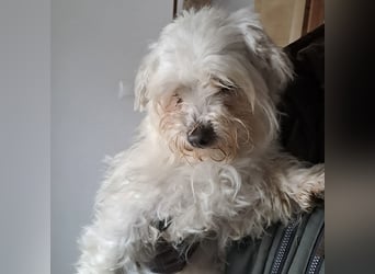 MELI - AN SILVESTER GEFUNDEN