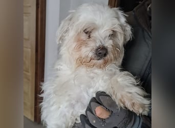 MELI - AN SILVESTER GEFUNDEN