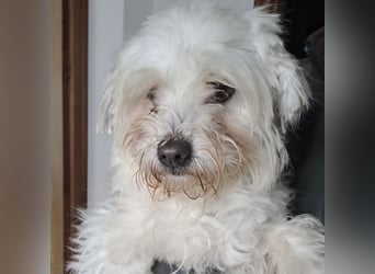 MELI - AN SILVESTER GEFUNDEN