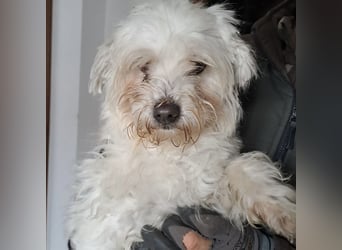 MELI - AN SILVESTER GEFUNDEN