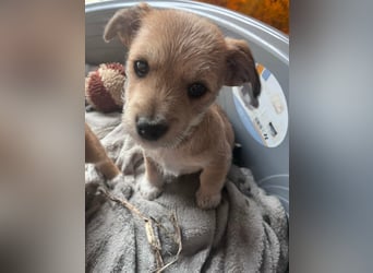 Pongo, geboren 13.10.2025 sucht sein Glück