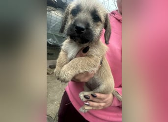 Elza, geboren 13.10.2025 sucht ihr Körbchen