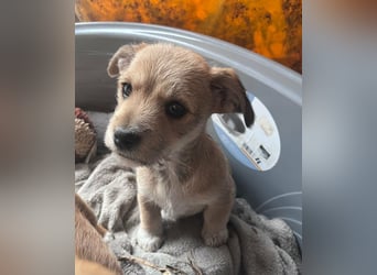 Pongo, geboren 13.10.2025 sucht sein Glück