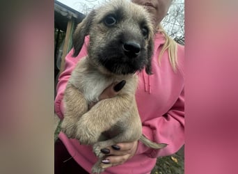 Elza, geboren 13.10.2025 sucht ihr Körbchen