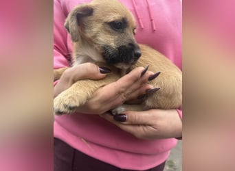 Zoe, geboren 13.10.2025 sucht ihr Zuhause