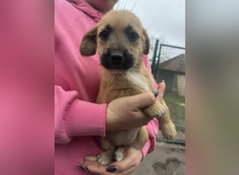 Zoe, geboren 13.10.2025 sucht ihr Zuhause