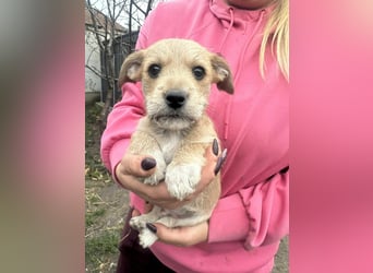 Pongo, geboren 13.10.2025 sucht sein Glück