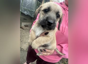 Elza, geboren 13.10.2025 sucht ihr Körbchen