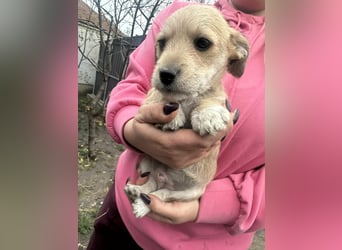 Pongo, geboren 13.10.2025 sucht sein Glück