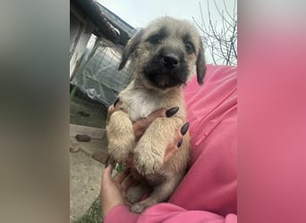 Elza, geboren 13.10.2025 sucht ihr Körbchen