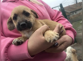 Zoe, geboren 13.10.2025 sucht ihr Zuhause