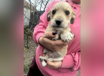 Pongo, geboren 13.10.2025 sucht sein Glück