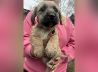 Elza, geboren 13.10.2025 sucht ihr Körbchen