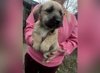 Elza, geboren 13.10.2025 sucht ihr Körbchen