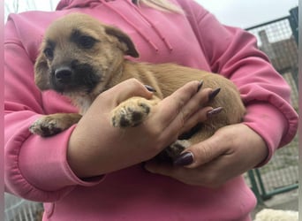 Zoe, geboren 13.10.2025 sucht ihr Zuhause