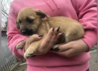 Zoe, geboren 13.10.2025 sucht ihr Zuhause