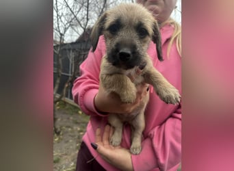 Elza, geboren 13.10.2025 sucht ihr Körbchen