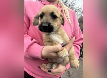 Zoe, geboren 13.10.2025 sucht ihr Zuhause