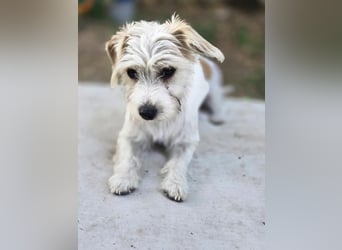 Pepe, pfiffiger Maltesermix Junghund geb. 2024