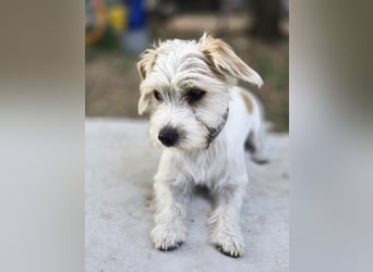 Pepe, pfiffiger Maltesermix Junghund geb. 2024