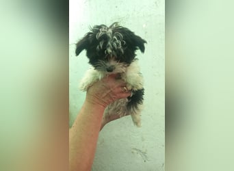 Nudli, verspielter Malteser Mixwelpe geb. 2025