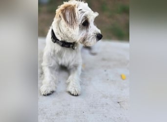 Pepe, pfiffiger Maltesermix Junghund geb. 2024