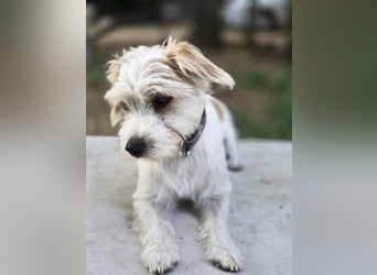 Pepe, pfiffiger Maltesermix Junghund geb. 2024