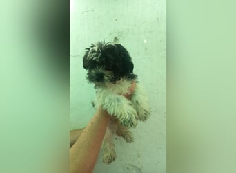 Nokedli, zuckersüßer Malteser Mixwelpe geb. 2025