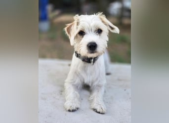 Pepe, pfiffiger Maltesermix Junghund geb. 2024