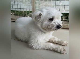 Rock- kleiner Herr mit Handicap sucht liebevolles Zuhause