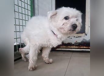 Rock- kleiner Herr mit Handicap sucht liebevolles Zuhause