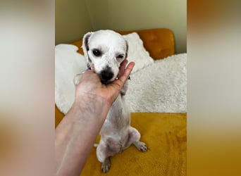 Kleine Maus sucht ihr Glück