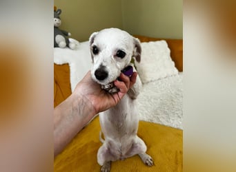 Kleine Maus sucht ihr Glück