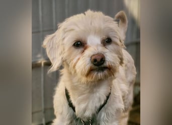 Woodstock sucht noch ein liebevolles Zuhause