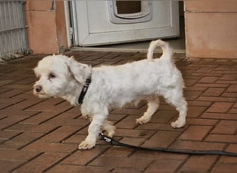 Woodstock sucht noch ein liebevolles Zuhause