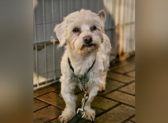 Woodstock sucht noch ein liebevolles Zuhause