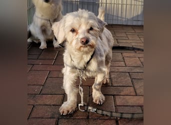 Woodstock sucht noch ein liebevolles Zuhause