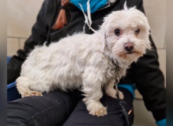 Woodstock sucht noch ein liebevolles Zuhause