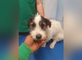 SISSICA - gerettet aus Horror Tötung Slatina, Ostern'22